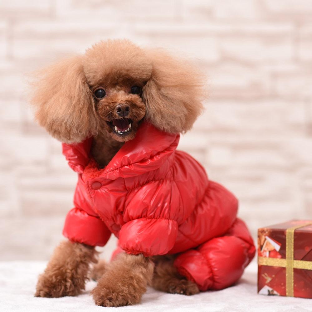 Habillez votre chien pour l'hiver avec des vêtements imperméables