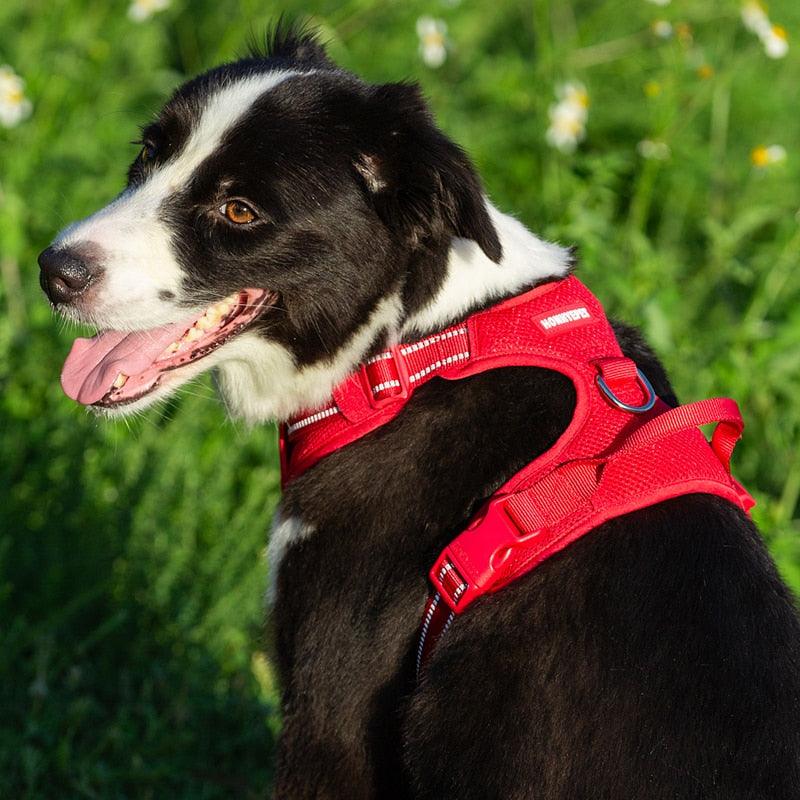 Harnais pour chien Truelove rembourré en mesh respirant pour les activités sportives en extérieur