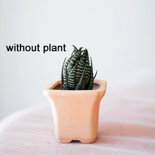 "Pot en céramique pour plantes succulentes - Décoration de balcon et de bureau" Red