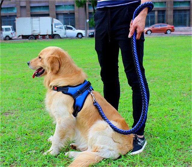 collier de couleur amélioré de haute qualité harnais pour grands chiens blue black