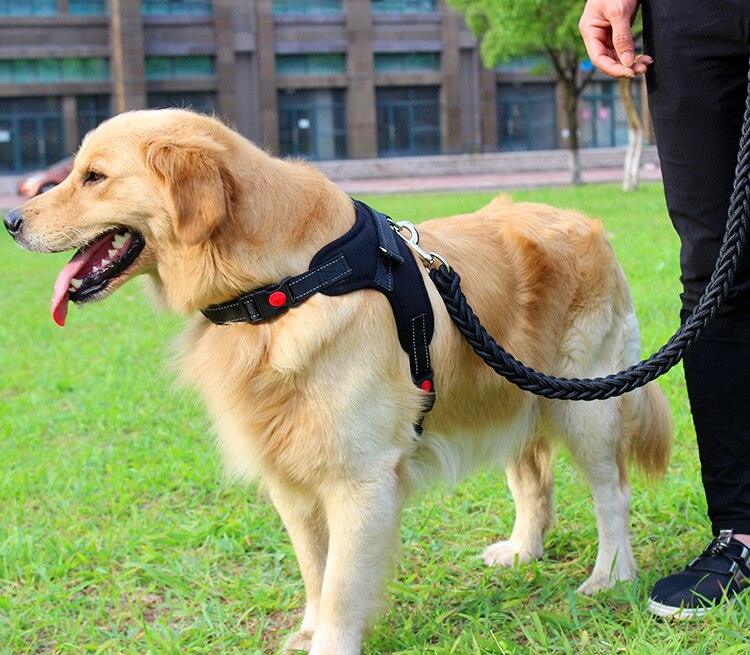 collier de couleur amélioré de haute qualité harnais pour grands chiens