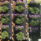 6 poches pour planter des fleurs, des légumes, des herbes et plus encore