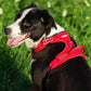 Harnais pour chien Truelove rembourré en mesh respirant pour les activités sportives en extérieur