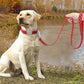 Personnalisez le collier de votre chien avec un nom gravé