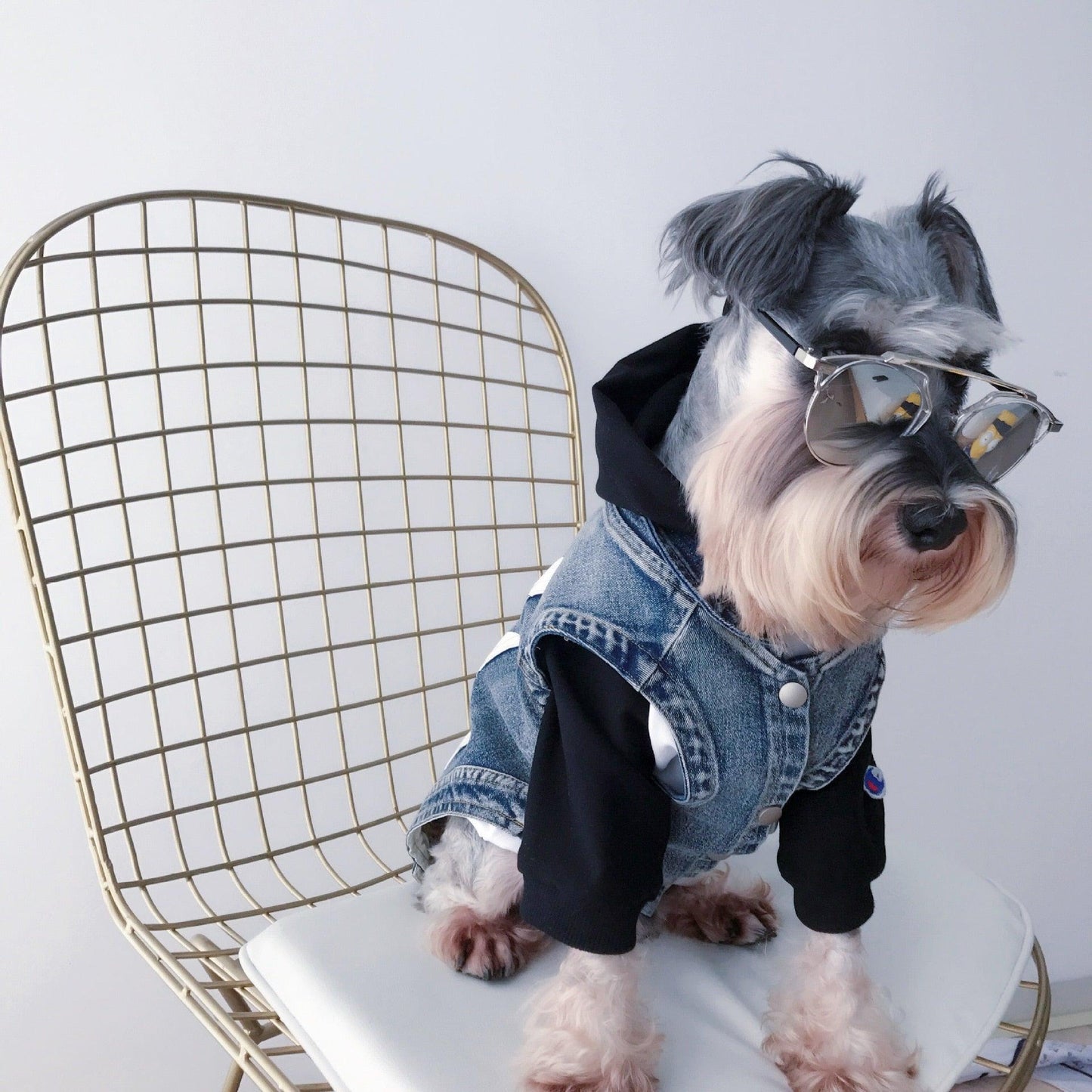 Veste en Jean pour Chien de Petite Taille