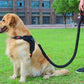 collier de couleur amélioré de haute qualité harnais pour grands chiens Black