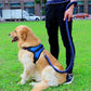 collier de couleur amélioré de haute qualité harnais pour grands chiens blue black