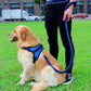 collier de couleur amélioré de haute qualité harnais pour grands chiens