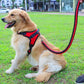 collier de couleur amélioré de haute qualité harnais pour grands chiens