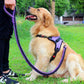 collier de couleur amélioré de haute qualité harnais pour grands chiens