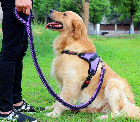 collier de couleur amélioré de haute qualité harnais pour grands chiens